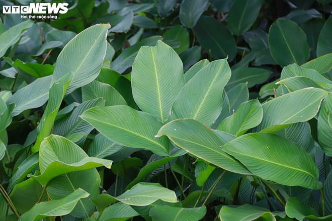 Tất bật thu hoạch lá dong, mong hốt bạc dịp Tết Nguyên đán-2