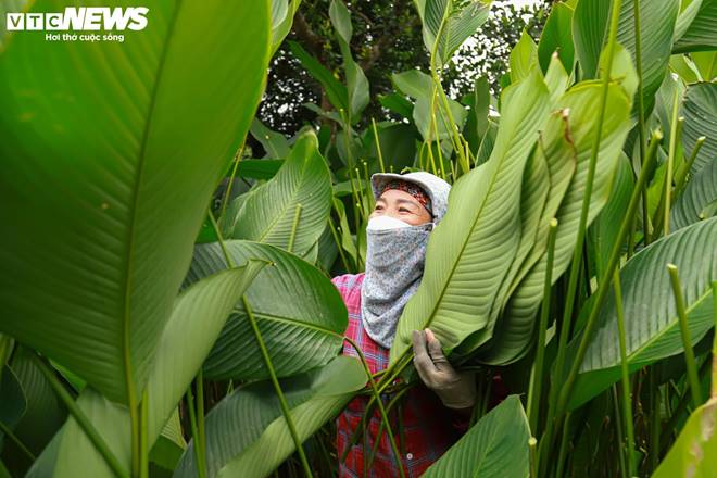 Tất bật thu hoạch lá dong, mong hốt bạc dịp Tết Nguyên đán-3