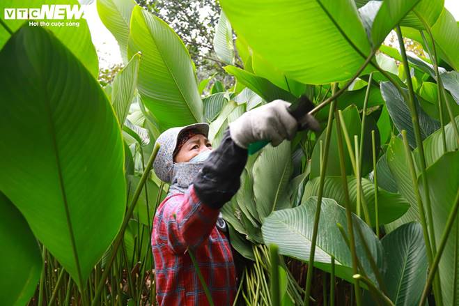 Tất bật thu hoạch lá dong, mong hốt bạc dịp Tết Nguyên đán-5