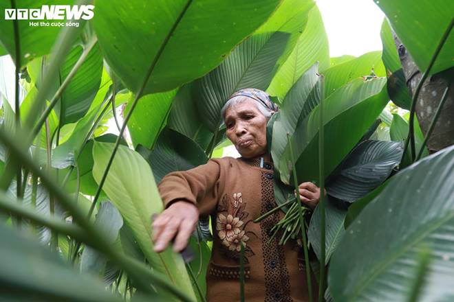 Tất bật thu hoạch lá dong, mong hốt bạc dịp Tết Nguyên đán-6