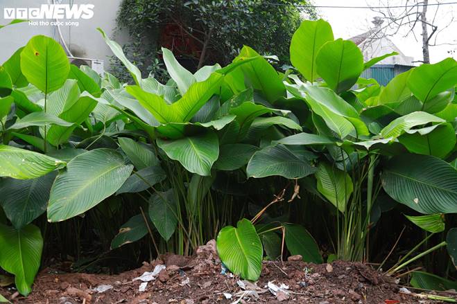 Tất bật thu hoạch lá dong, mong hốt bạc dịp Tết Nguyên đán-7