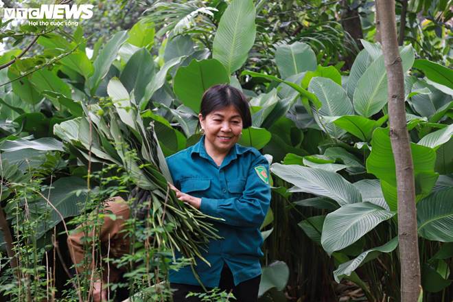 Tất bật thu hoạch lá dong, mong hốt bạc dịp Tết Nguyên đán-8