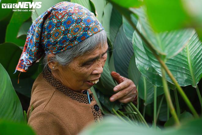 Tất bật thu hoạch lá dong, mong hốt bạc dịp Tết Nguyên đán-4