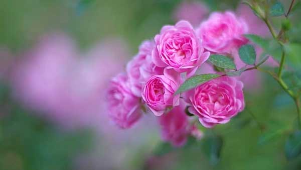 Lộc xuân phơi phới: 3 con giáp kinh doanh bùng nổ, Tết Giáp Thìn nhận niềm vui, thu bộn tiền-3