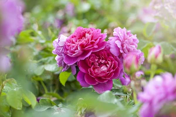 Tử vi ngày 19/1/2024: Tuổi Thân kế hoạch rõ ràng, tuổi Dậu rắc rối phát sinh-4