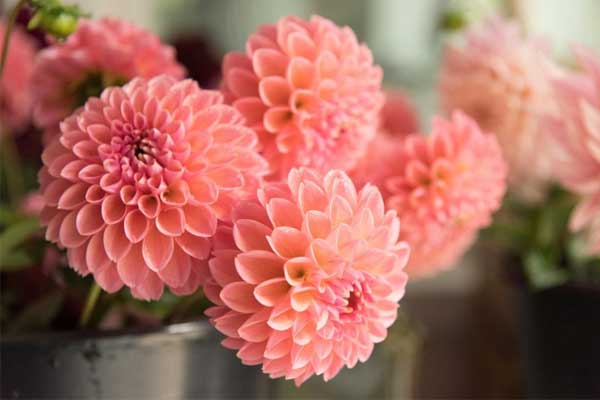 Tử vi ngày 19/1/2024: Tuổi Thân kế hoạch rõ ràng, tuổi Dậu rắc rối phát sinh-3