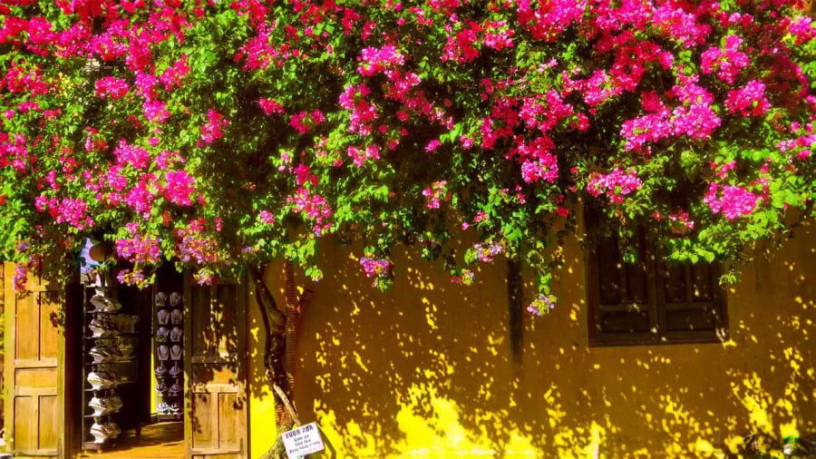 Những lưu ý sống còn khi trồng giàn hoa giấy, hoa hồng trước cửa nhà kẻo tài lộc bay mất, họa sát ngang vai-1