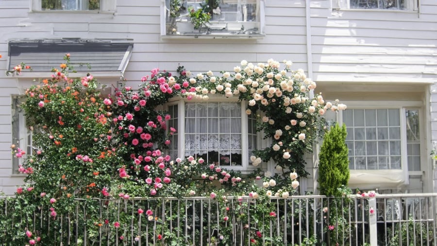 Những lưu ý sống còn khi trồng giàn hoa giấy, hoa hồng trước cửa nhà kẻo tài lộc bay mất, họa sát ngang vai-2