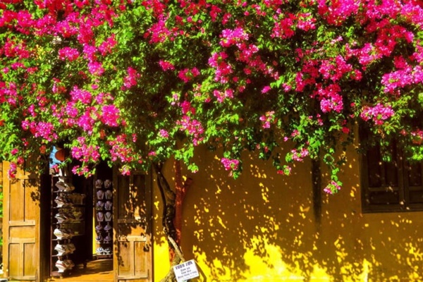 4 cây cảnh hiếm khi nở hoa, thấy nụ có nghĩa điềm lành sắp đến, gia chủ ắt giàu sang-4