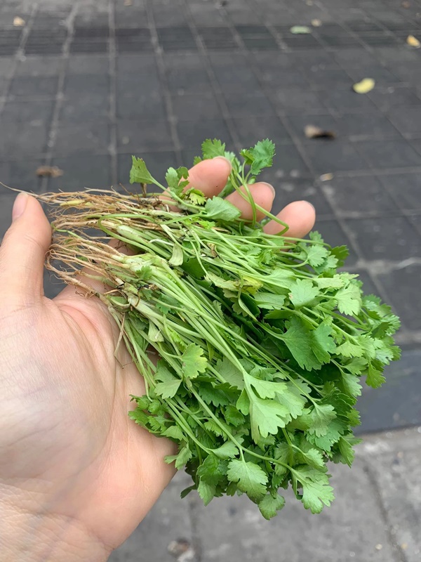 Loại rau gia vị giàu vitamin C nhất, tốt không kém cam, chanh, đến Tết người Việt càng dùng nhiều-2