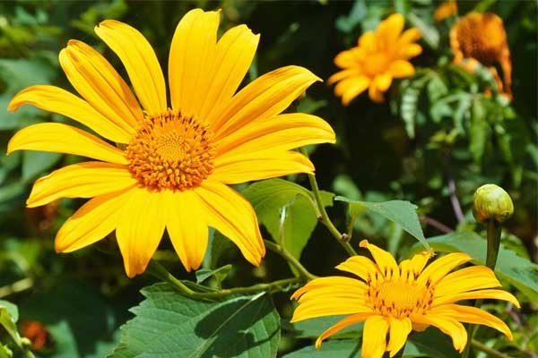 Tử vi ngày 20/1/2024: Tuổi Ngọ phần thưởng bất ngờ, tuổi Mão nhận được ủng hộ-2