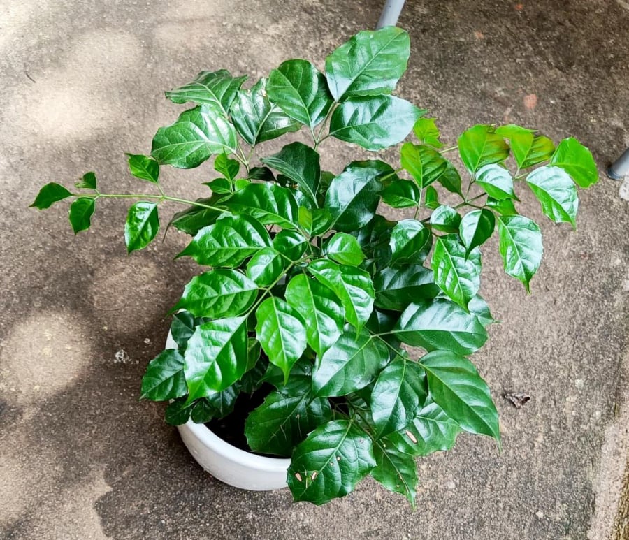 4 cây cảnh hiếm khi nở hoa, thấy nụ có nghĩa điềm lành sắp đến, gia chủ ắt giàu sang-1