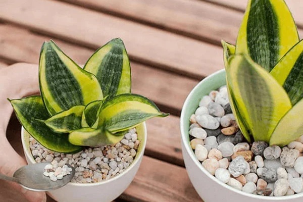 Mua cây cảnh về trưng Tết hãy đặt ở vị trí này, cây trổ lộc không ngừng, sang năm gia chủ hốt vàng hốt bạc-5