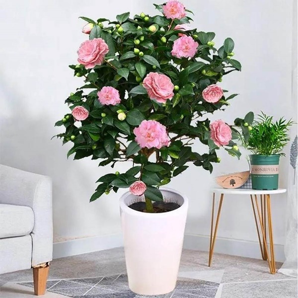 Tết Nguyên đán, 5 cây cảnh quý tộc, nhà giàu thích bày trong nhà để năm mới thịnh vượng, may mắn-7