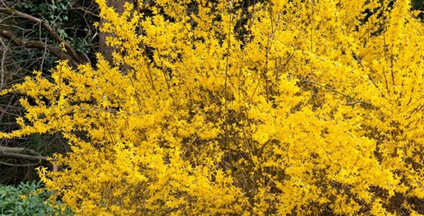 Tết Nguyên đán, 5 cây cảnh quý tộc, nhà giàu thích bày trong nhà để năm mới thịnh vượng, may mắn-10