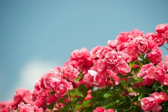 Thiện đức trời thương: tháng Chạp, 3 con giáp có tài chính dồi dào, thu hoạch lớn, thưởng Tết to