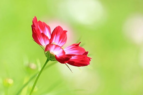 Tử vi ngày 21/1/2024: Tuổi Thìn gặt hái thành quả, tuổi Tý tinh thần phấn chấn