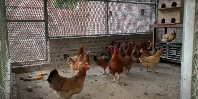 Thêm một chuyện tình đũa lệch nổi tiếng Cao Bằng: Cô dâu 72 tuổi lên xe hoa lần 3 với chồng trẻ mặc con cháu phản đối-4