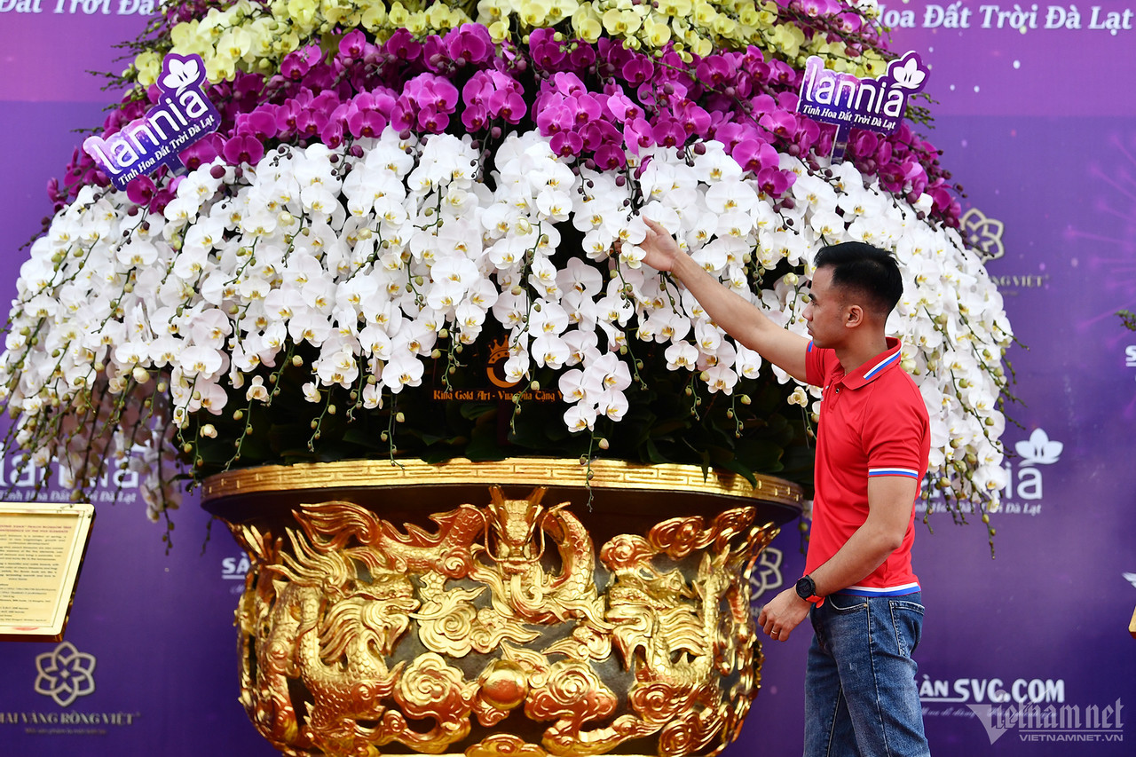 Chậu lan hồ điệp gần 4 tỷ, dép tổ ong mạ vàng đón Tết-1