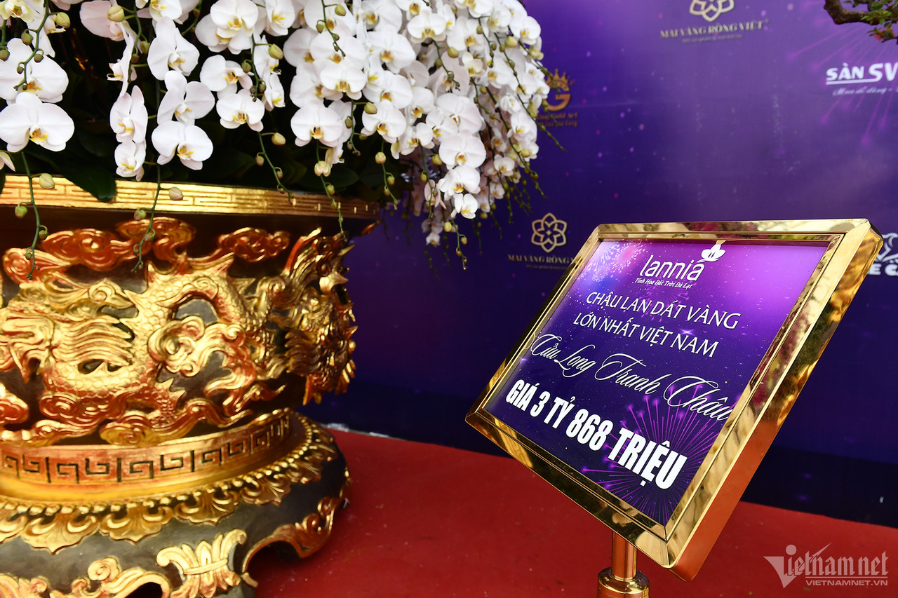 Chậu lan hồ điệp gần 4 tỷ, dép tổ ong mạ vàng đón Tết-2