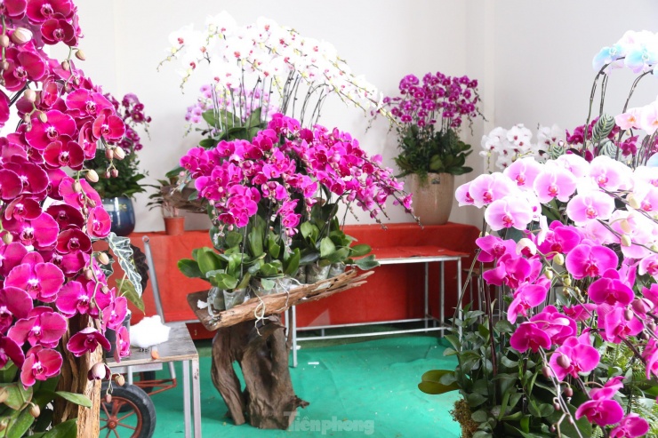 Lan hồ điệp ôm gỗ lũa hút khách dịp Tết-1