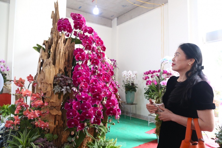 Lan hồ điệp ôm gỗ lũa hút khách dịp Tết-10