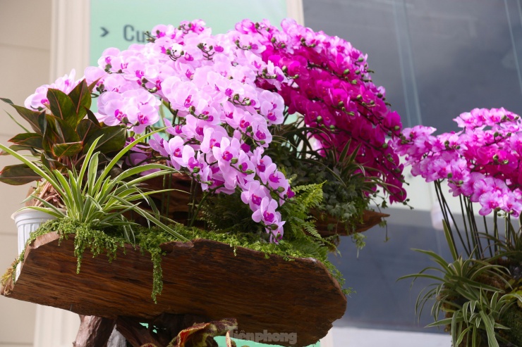 Lan hồ điệp ôm gỗ lũa hút khách dịp Tết-2