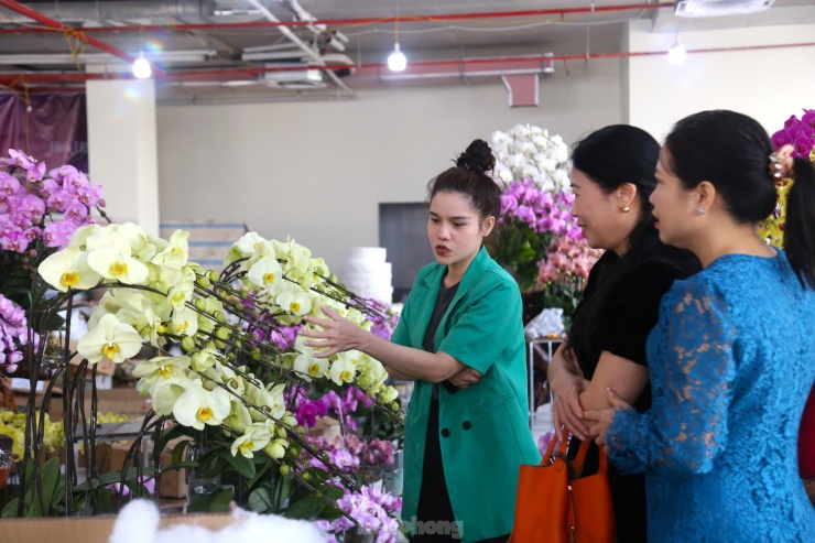 Lan hồ điệp ôm gỗ lũa hút khách dịp Tết-3