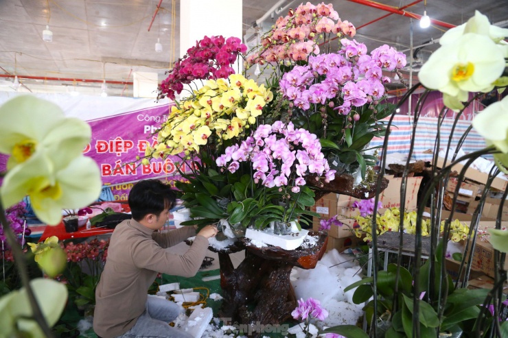 Lan hồ điệp ôm gỗ lũa hút khách dịp Tết-5