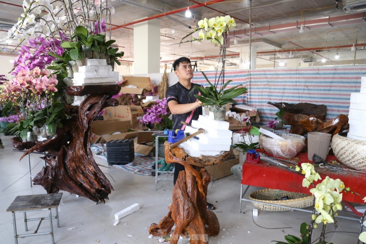 Lan hồ điệp ôm gỗ lũa hút khách dịp Tết-6