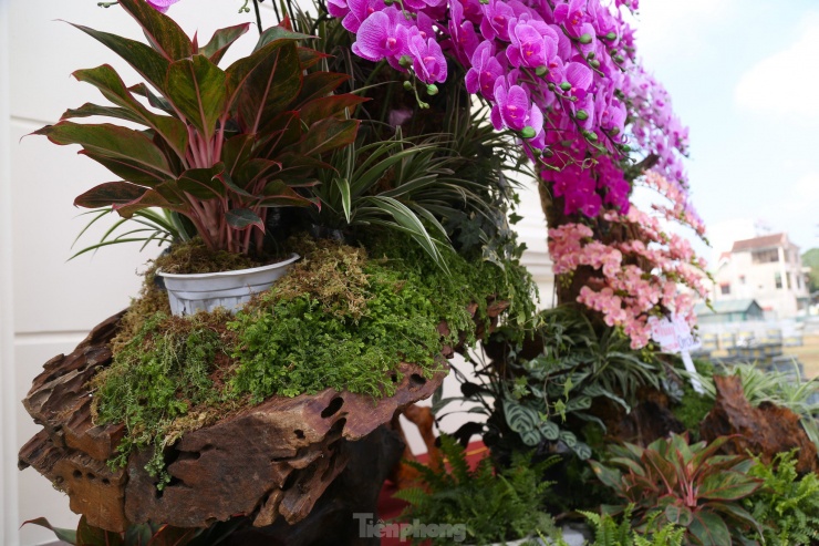 Lan hồ điệp ôm gỗ lũa hút khách dịp Tết-7