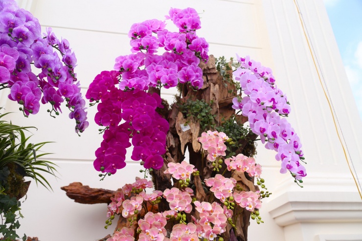 Lan hồ điệp ôm gỗ lũa hút khách dịp Tết-8