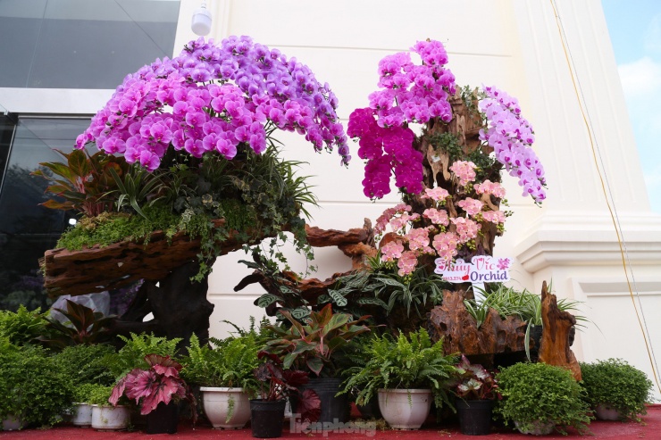 Lan hồ điệp ôm gỗ lũa hút khách dịp Tết-11