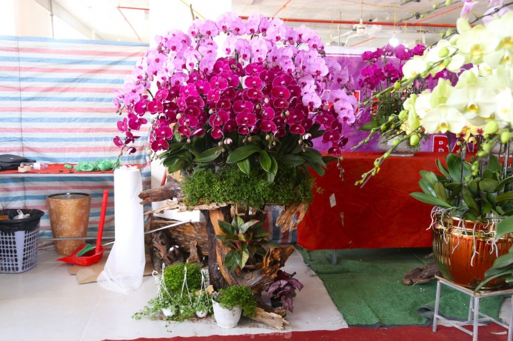 Lan hồ điệp ôm gỗ lũa hút khách dịp Tết-9