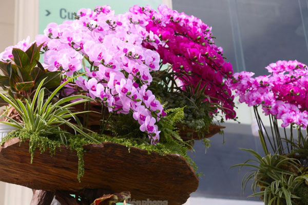 Trang trí cho trái dừa kiểu này, người đàn ông ngày bán hơn 200 quả-4