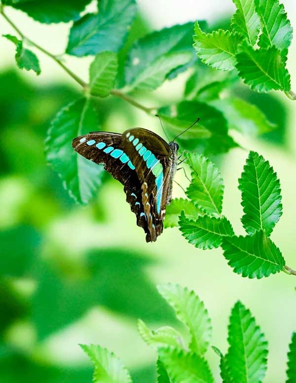 Tháng 2, 3 con giáp đảo ngược vận mệnh, sự nghiệp đạt đỉnh cao, thu hái tài lộc, đón Tết sung túc-1