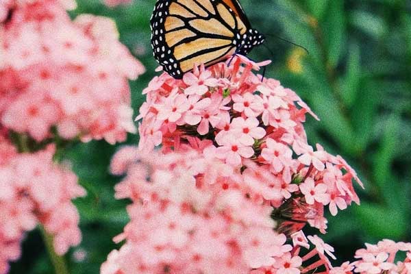 Tử vi ngày 23/1/2024: Tuổi Dần tâm trạng hứng khởi, tuổi Sửu công việc trì trệ-4