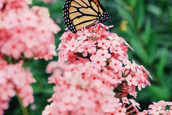 Tháng 2, 3 con giáp đảo ngược vận mệnh, sự nghiệp đạt đỉnh cao, thu hái tài lộc, đón Tết sung túc