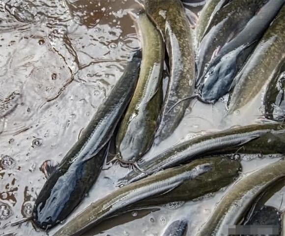 4 loại cá chứa nhiều kim loại nặng, mua cá trước Tết cần tránh xa-2