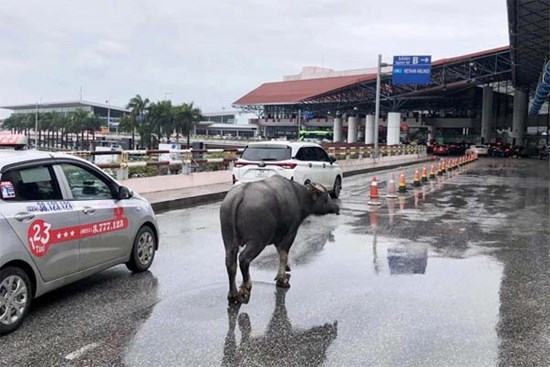 Trâu đi lạc lên tầng 2 sân bay Nội Bài