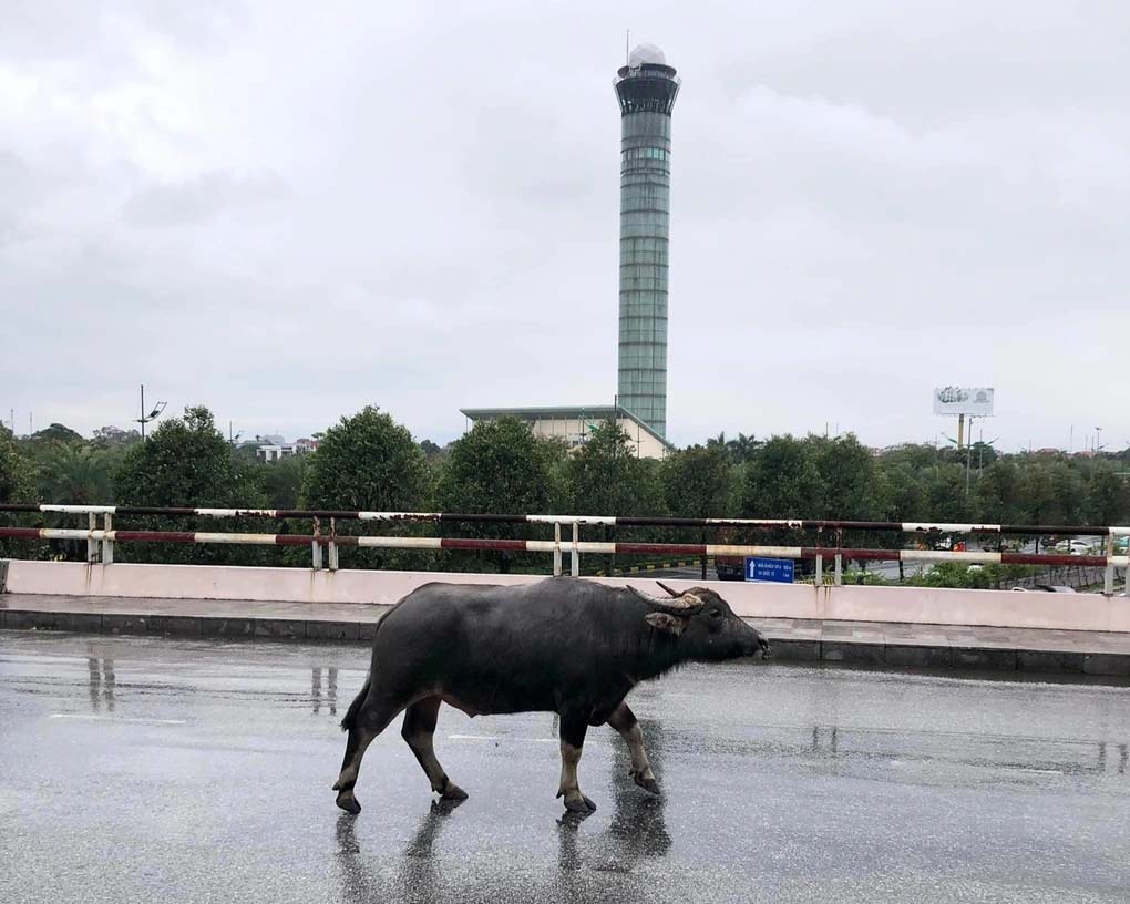 Trâu đi lạc lên tầng 2 sân bay Nội Bài-1
