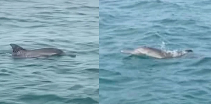 Đàn cá heo 30 con bơi lội trên vùng biển Cô Tô, Quảng Ninh-1