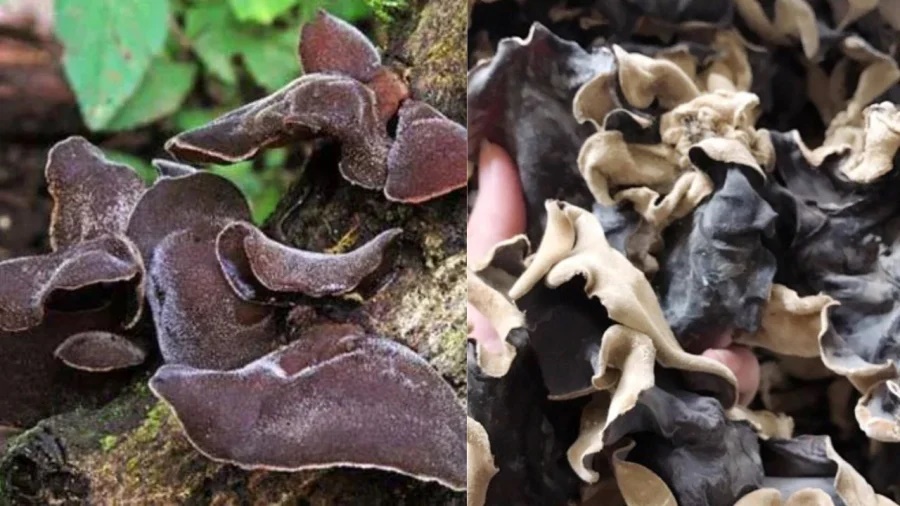 Vì sao mộc nhĩ không được dùng khi còn tươi, bắt buộc chỉ dùng khi đã phơi khô? Nhiều người còn chưa biết-1