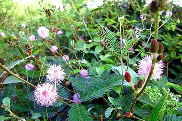 Cây mọc hoang khắp nơi ngăn ngừa ung thư trỗi dậy-1