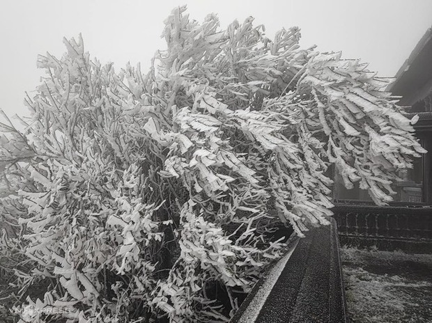 Băng tuyết phủ trắng đỉnh Mẫu Sơn, du khách kéo lên ngắm-3