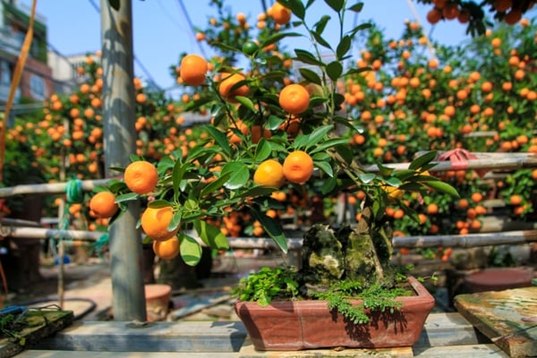 Cây quất Tứ Quý hội tụ 4 đặc điểm này: Chọn đúng gia chủ cả năm có lộc, tiền tài vô kể-1