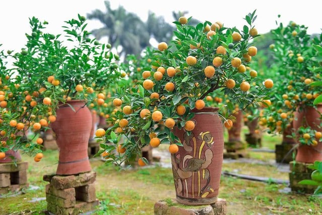 Cây quất Tứ Quý hội tụ 4 đặc điểm này: Chọn đúng gia chủ cả năm có lộc, tiền tài vô kể-2