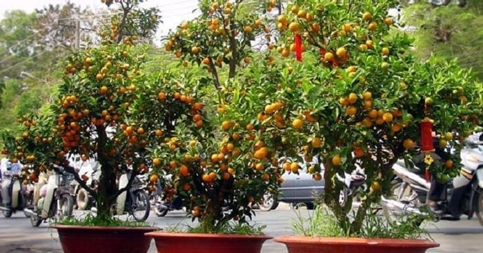 Cây quất Tứ Quý hội tụ 4 đặc điểm này: Chọn đúng gia chủ cả năm có lộc, tiền tài vô kể-3