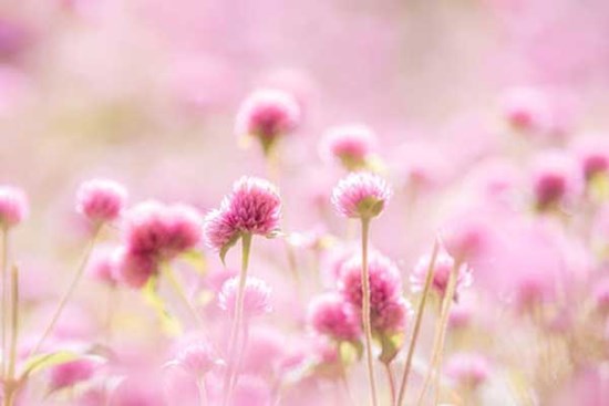 Tử vi ngày 24/1/2024: Tuổi Mùi quyết định đúng đắn, tuổi Thân thêm phần vất vả