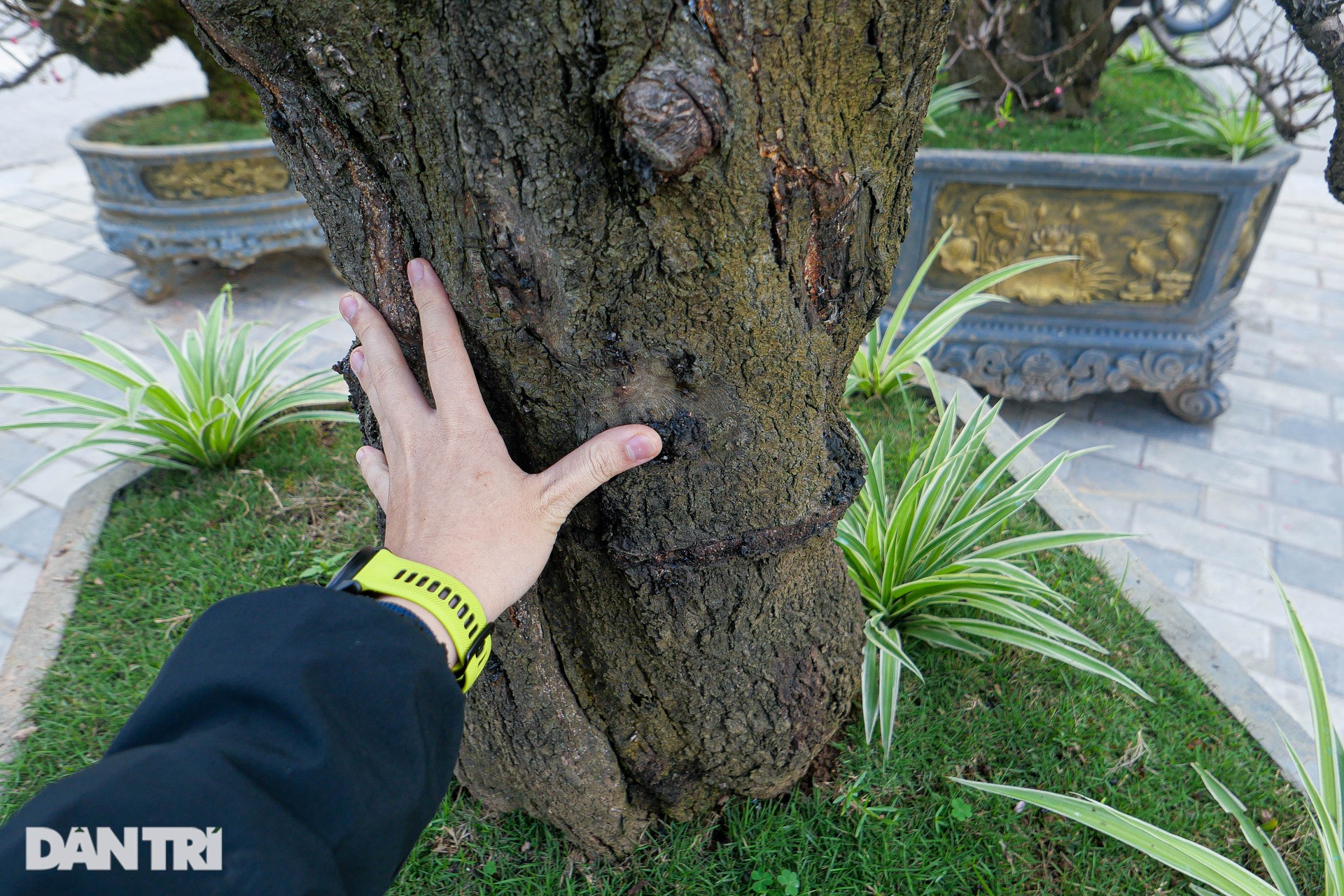 Gốc đào khủng, giá cho thuê 200 triệu đồng dịp Tết ở Hà Nội-5